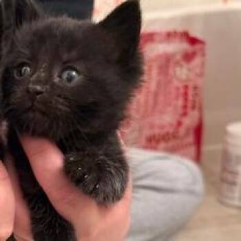 Buddy -  Domestic Medium Hair Cat Available for Adoption in Estacada, Oregon - Buddy | PetCurious
