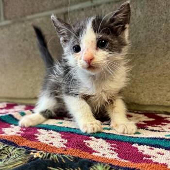 SLINKY -  Domestic Short Hair Cat for Adoption in Riverside, California - SLINKY | PetCurious