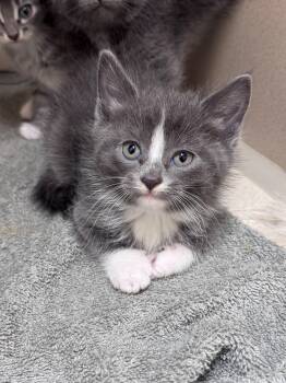 Snippet -  Domestic Short Hair Cat for Adoption in Hackensack, Minnesota - Snippet | PetCurious