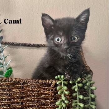 Cami -  Domestic Short Hair Cat for Adoption in Rochester, Minnesota - Cami | PetCurious