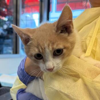 Jack -  Domestic Short Hair Cat for Adoption in Salt Lake City, Utah - Jack | PetCurious