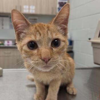 Flambeau -  Domestic Short Hair Cat for Adoption in Chattanooga, Tennessee - Flambeau | PetCurious