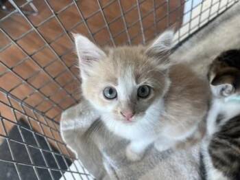 Gorp -  Domestic Short Hair Cat for Adoption in Baton Rouge, Louisiana - Gorp | PetCurious
