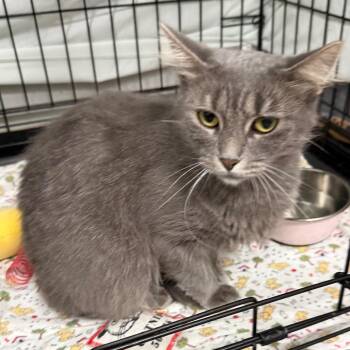 Fredia -  Domestic Medium Hair Cat for Adoption in Normal, Illinois - Fredia | PetCurious