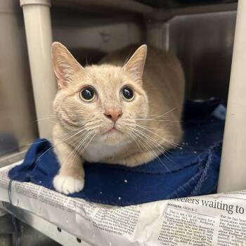 Zorro -  Domestic Short Hair Cat for Adoption in Pittsburgh, Pennsylvania - Zorro | PetCurious