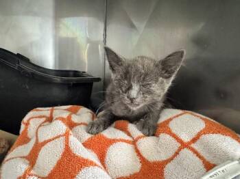 NEPTUNE -  Domestic Short Hair Cat for Adoption in Santa Monica, California - NEPTUNE | PetCurious