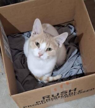 Ted -  Domestic Short Hair Cat for Adoption in Monterey, Virginia - Ted | PetCurious