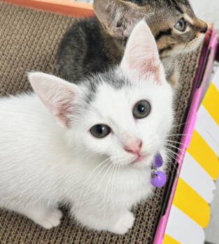 Rescue Domestic Short Hair Cats for Adoption in Dallas, Texas - Lolly | PetCurious