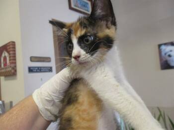 Rescue Domestic Short Hair Cats for Adoption in Ocala, Florida - ACORN | PetCurious