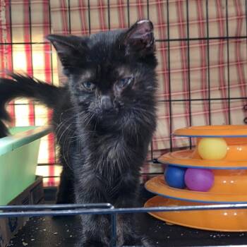 0826-53 Jonna -  Domestic Medium Hair Cat for Adoption in Abingdon, Maryland - 0826-53 Jonna | PetCurious