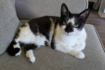 Rescue Domestic Short Hair Cats for Adoption in Chicago Ridge, Illinois - SHELBY | PetCurious