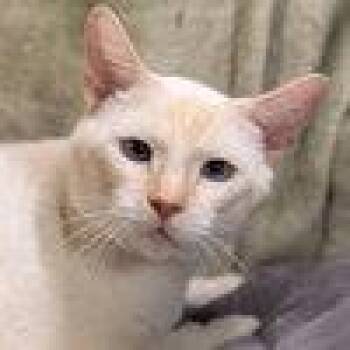 Willy -  Siamese and Domestic Short Hair Cat for Adoption in Garland, Texas - Willy | PetCurious