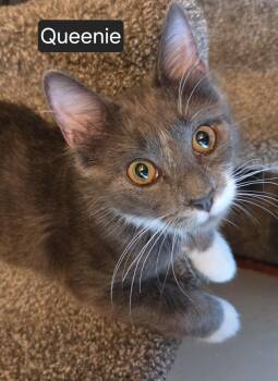 Queenie -  Domestic Medium Hair Cat for Adoption in Dunellen, New Jersey - Queenie | PetCurious