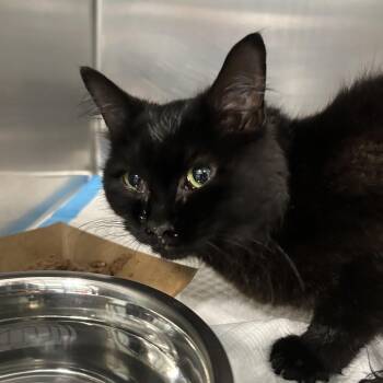 Domestic Long Hair Cats Available for Adoption in Greensboro, North Carolina - Allonsy | PetCurious