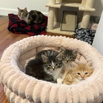 Domestic Short Hair Cats Available for Adoption in Durham, North Carolina - Finch | PetCurious