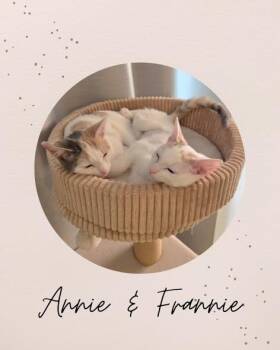 Domestic Short Hair Cats Available for Adoption - ANNIE & FRANNIE | PetCurious