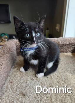 Domestic Short Hair Cats Available for Adoption in Sidney, Ohio - Dominic | PetCurious
