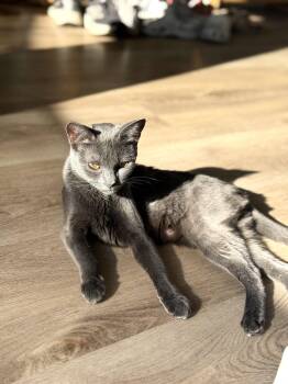 Mabel -  Russian Blue and Domestic Short Hair Cat for Adoption in Walnut Creek, California - Mabel | PetCurious