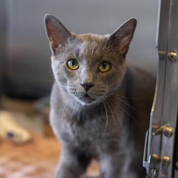 Reign -  Domestic Short Hair Cat for Adoption in Wilmington, Delaware - Reign | PetCurious