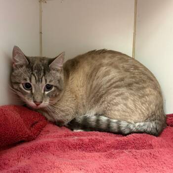 Zeb -  Domestic Short Hair Cat for Adoption in Cheyenne, Wyoming - Zeb | PetCurious