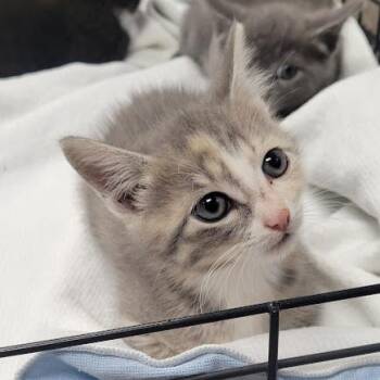 Mare -  Domestic Short Hair Cat for Adoption in Grand Island, Nebraska - Mare | PetCurious