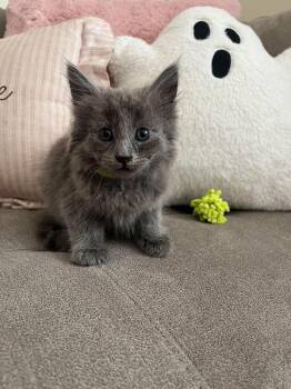 Salem -  Russian Blue and Domestic Short Hair Cat for Adoption in Lodi, California - Salem | PetCurious