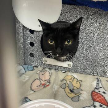 Domestic Short Hair Cats Available for Adoption in Newark, New Jersey - Tuxedo | PetCurious