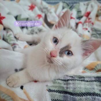 Siamese and Domestic Long Hair Cats Available for Adoption - :::Moonbeam & Jericho::: | PetCurious