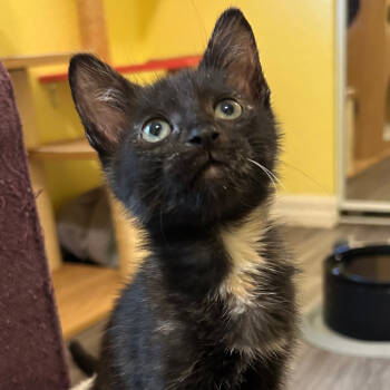 Rescue Domestic Short Hair Cats for Adoption in Fort Lauderdale, Florida - Trudi | PetCurious