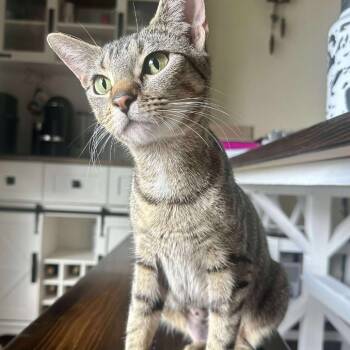 Rescue Domestic Short Hair Cats for Adoption in Plainfield, Illinois - Mahi | PetCurious