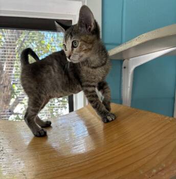 Pearl -  Domestic Short Hair Cat for Adoption in Steamboat Springs, Colorado - Pearl | PetCurious