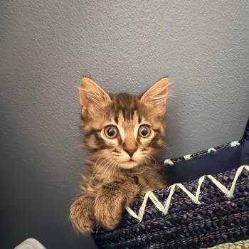 Domestic Short Hair Cats Available for Adoption in Houston, Texas - Bugsy | PetCurious