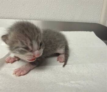 Domestic Short Hair Cats Available for Adoption in San Bernardino, California - PETE | PetCurious
