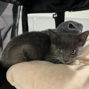 Sky -  Domestic Short Hair Cat for Adoption in Tampa, Florida - Sky | PetCurious