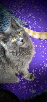 Stella -  Domestic Long Hair Cat for Adoption in Greensburg, Pennsylvania - Stella | PetCurious
