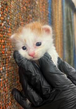 A1931725 -  Domestic Short Hair Cat for Adoption in Thousand Palms, California - A1931725 | PetCurious