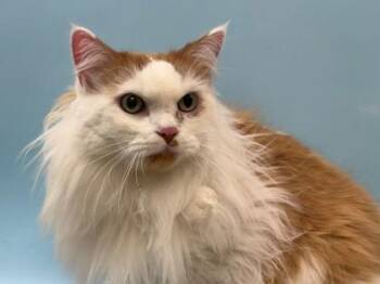 Oliver -  Domestic Long Hair and Domestic Short Hair Cat for Adoption in Woodbury, Minnesota - Oliver | PetCurious