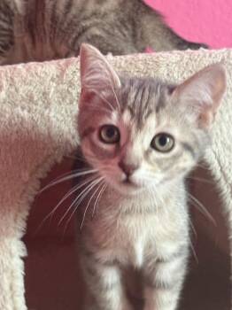 Clover -  Tabby Cat for Adoption in San Antonio, Texas - Clover | PetCurious