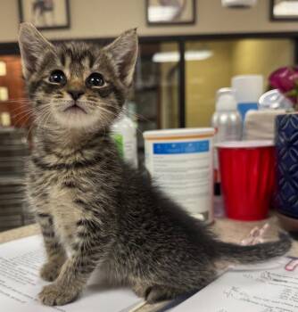 Tabby and Domestic Short Hair Cats Available for Adoption in Buford, Georgia - Aladdin | PetCurious