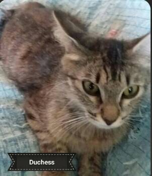 Duchess -  Tabby and Domestic Short Hair Cat for Adoption in Shrewsbury, Massachusetts - Duchess | PetCurious