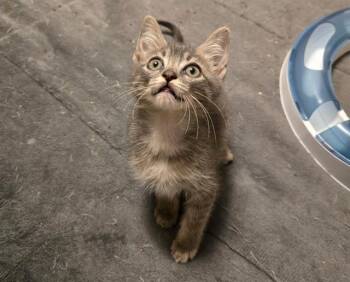 SAM -  Domestic Short Hair Cat for Adoption in West Valley City, Utah - SAM | PetCurious