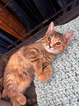 Woman -  Domestic Short Hair Cat for Adoption in Camp Hill, Pennsylvania - Woman | PetCurious