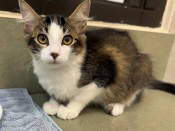 A553429 -  Domestic Medium Hair Cat for Adoption in Moreno Valley, California - A553429 | PetCurious