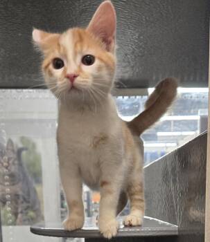 Martin -  Domestic Short Hair Cat for Adoption in Stoughton, Wisconsin - Martin | PetCurious