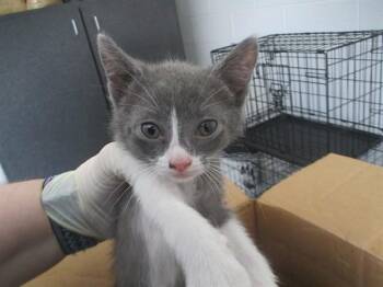 A383012 -  Domestic Short Hair Cat for Adoption in Ocala, Florida - A383012 | PetCurious
