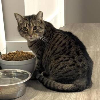 Birdie -  Domestic Short Hair Cat for Adoption in Goshen, Indiana - Birdie | PetCurious