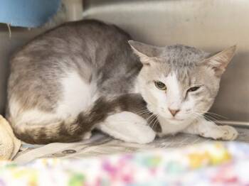 SQUISH -  Domestic Short Hair Cat for Adoption in Phoenix, Arizona - SQUISH | PetCurious