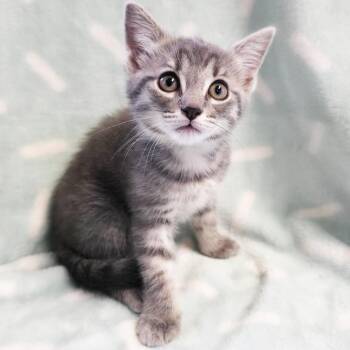 Kaleidoscope -  Domestic Short Hair Cat for Adoption in Mt. Juliet, Tennessee - Kaleidoscope | PetCurious