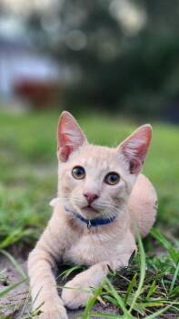 Bluey -  Domestic Short Hair Cat for Adoption in St. Augustine, Florida - Bluey | PetCurious