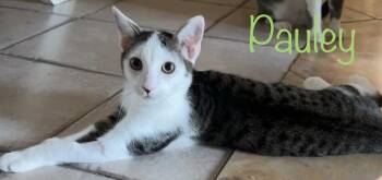 Pauley -  Domestic Short Hair Cat for Adoption in Longwood, Florida - Pauley | PetCurious